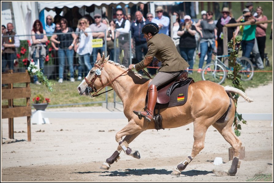 Pferd International 144